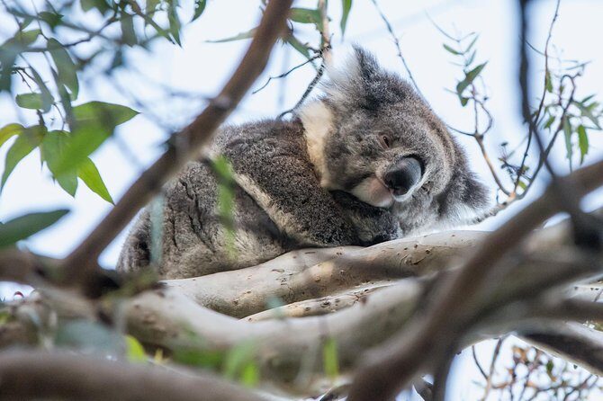 Great Ocean Road Grampians 2 Day Overnight Tour from Melbourne - The Sum Up: Is This Tour Worth It?