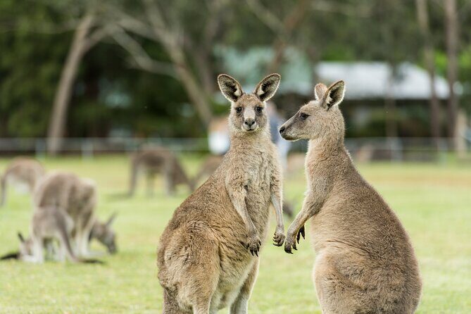 Great Ocean Road Grampians 2 Day Tour from Melbourne to Adelaide - Who This Tour Is Best For