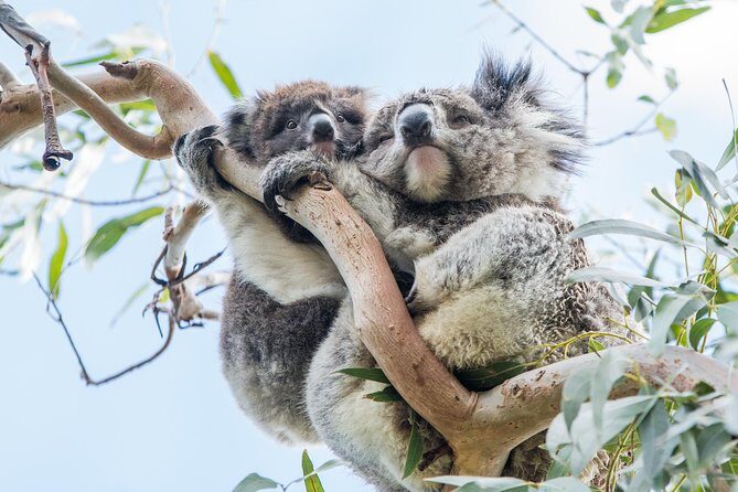 Great Ocean Road Grampians 3 Day National Park Tour Melbourne Roundtrip - Who Should Consider This Tour?