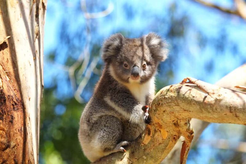 Great Ocean Road: Guided Wildlife Walk that Supports Nature - How the Tour Runs: Logistics and Practicalities