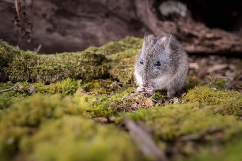 Great Ocean Road: Guided Wildlife Walk that Supports Nature - Who Will Love This Experience?