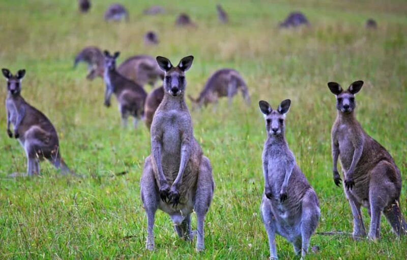 Great Ocean Road Hidden Coastal Gems Full Day Explorer -Tour - Key Points