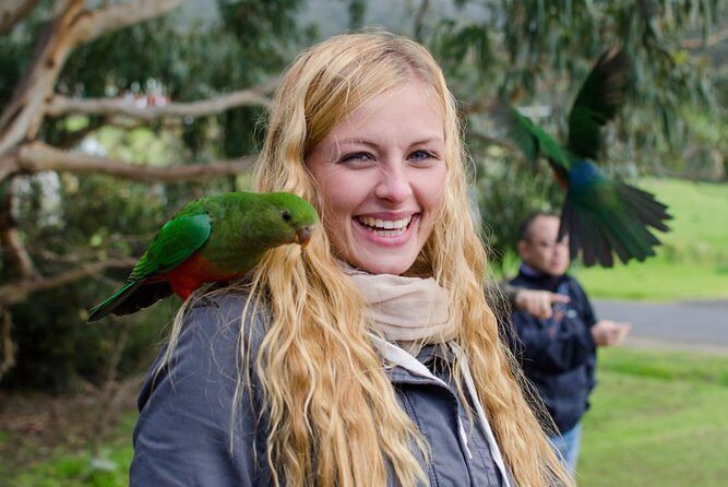 Great Ocean Road Reverse Rainforest & 12 Apostles from Melbourne - What Travelers Say About the Experience