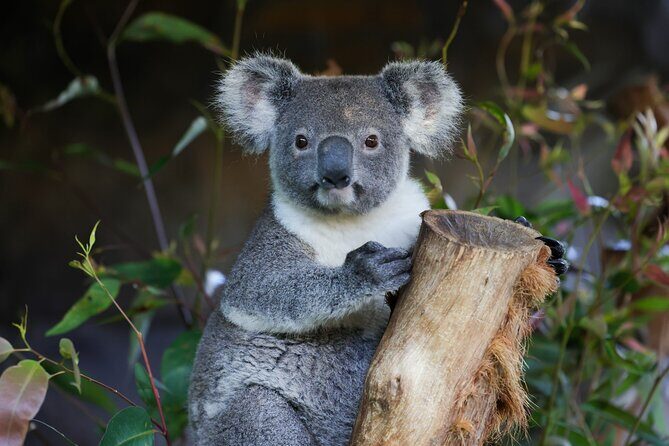 Great Ocean Road Reverse Tour with Iconic Stops & Wildlife - Key Points