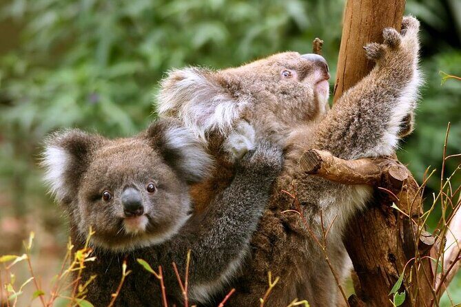 Great Ocean Road Small-Group Eco Tour from Melbourne - FAQs