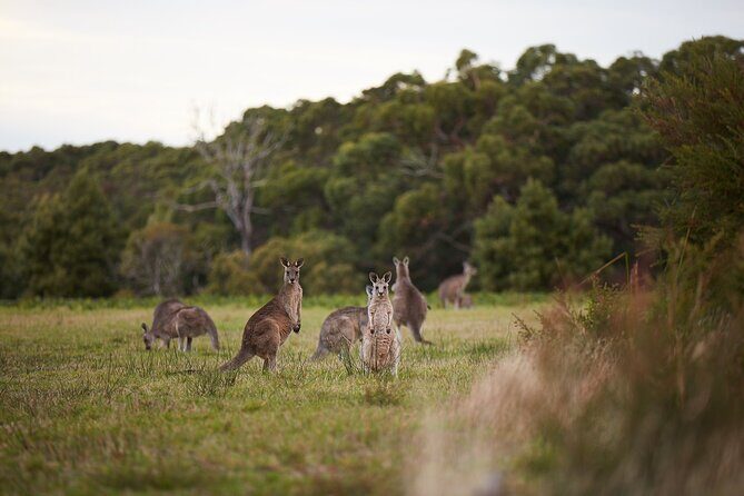 Great Ocean Road Small Group Tour with Dingos, Sparkling & Lunch - Frequently Asked Questions