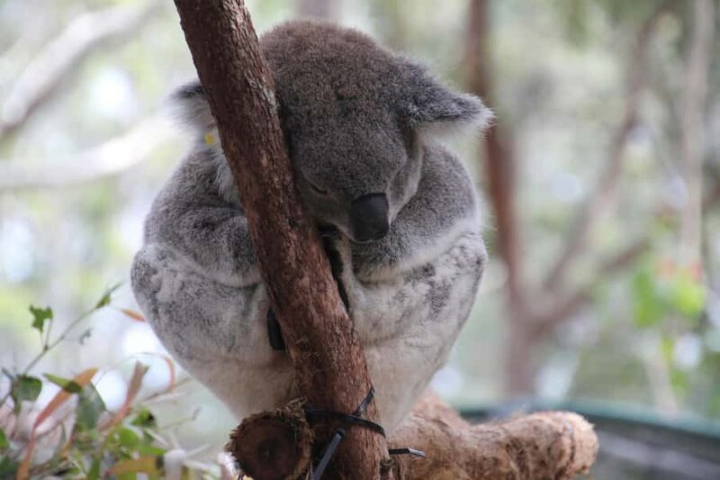 Great Ocean Road Small-Group Tour with Ethical Wildlife - FAQ