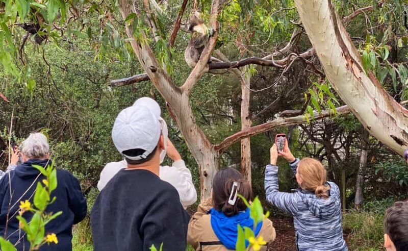 Great Ocean Road Tour w/ Deluxe Minibus & Top-Rated Guide - Final Thoughts: Is This Tour Right for You?