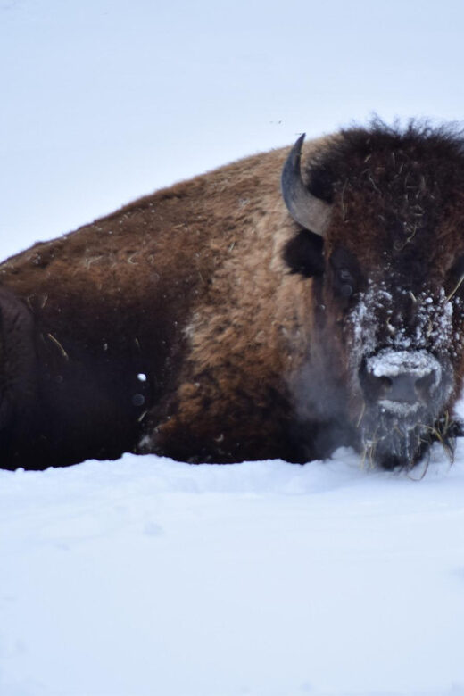 Great Plains Zoo - Final Thoughts: Is It Worth It?