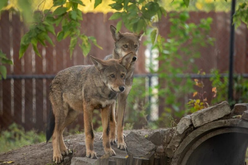 Great Plains Zoo - FAQ about Great Plains Zoo