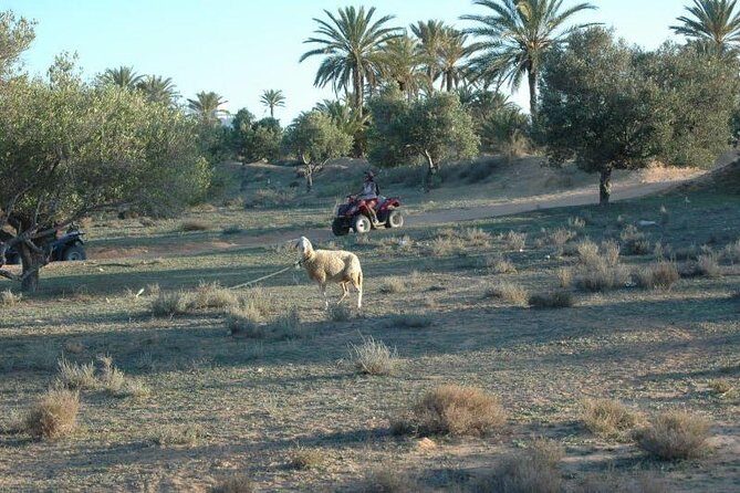Great ride forest and blue lagoon in quad - Introduction