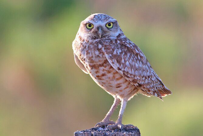 Great Salt Lake Birding and Nature Adventure - Key Points