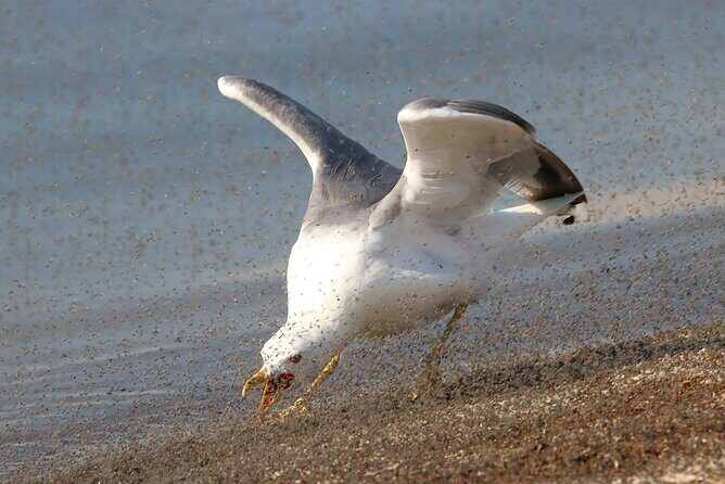 Great Salt Lake Birding and Nature Adventure - The Value of This Tour