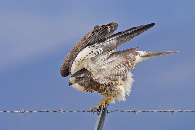 Great Salt Lake Birding and Nature Adventure - Who Should Consider This Tour?