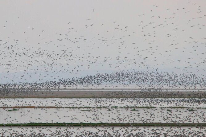 Great Salt Lake Birding and Nature Adventure - The Sum Up