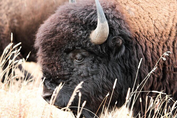 Great Salt Lake Safari - Discover Antelope Island - Key Points