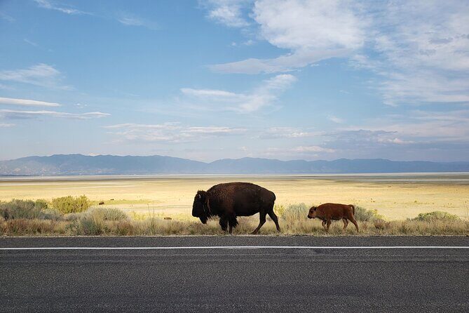 Great Salt Lake Safari - Discover Antelope Island - In-Depth Look at the Experience