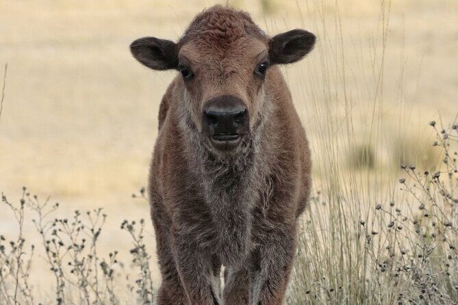Great Salt Lake Safari - Discover Antelope Island - FAQ