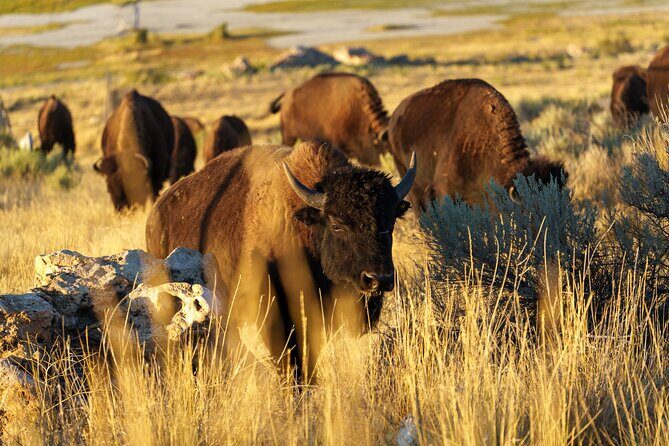 Great Salt Lake Wildlife Experience - A Detailed Look at the Great Salt Lake Wildlife Experience