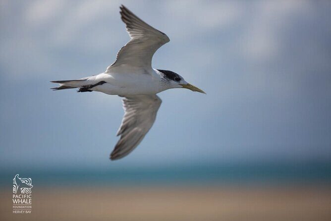 Great Sandy Straits Seven Island Ultimate Wildlife Cruise - Key Points