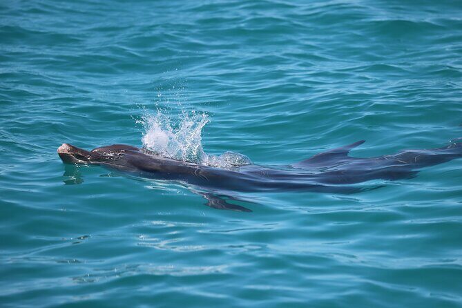 Great Sandy Straits Seven Island Ultimate Wildlife Cruise - The Value of the Experience
