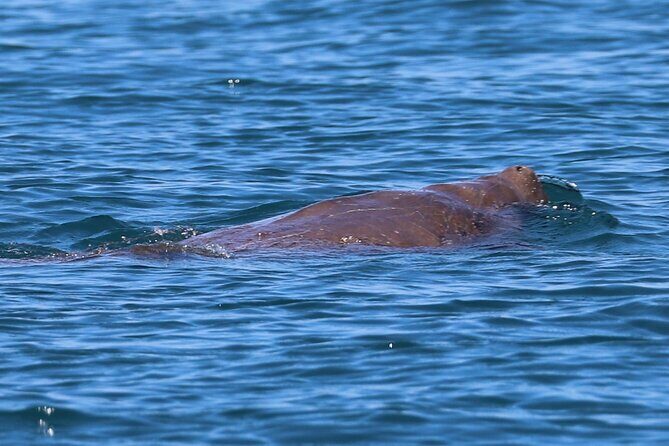 Great Sandy Straits Seven Island Ultimate Wildlife Cruise - Weather and Cancellation Policies