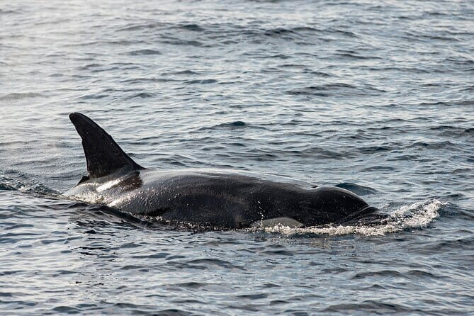 Great Whales Education Programe Dolphins and Whales are in SL - Discovering the Great Whales Education Programme