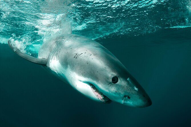 Great White Sharks Topside in Monterey Bay - Authentic Encounters and Real Traveler Perspectives