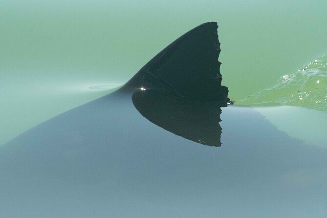 Great White Sharks Topside in Monterey Bay - Who Should Consider This Experience?