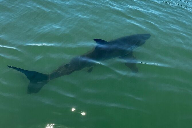 Great White Sharks Topside in Monterey Bay - The Sum Up
