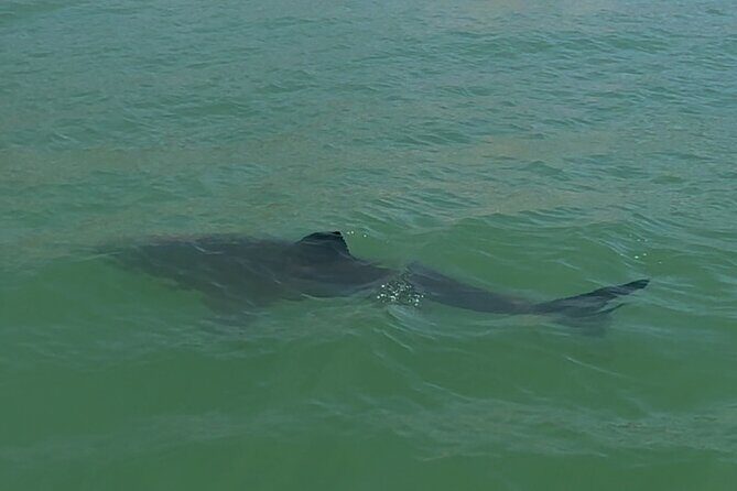 Great White Sharks Topside in Monterey Bay - Frequently Asked Questions