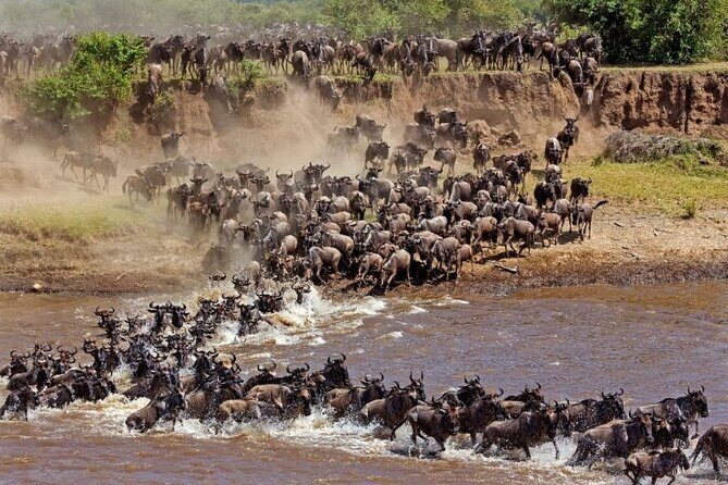 Great Wildebeest Migration Safari in Masai Mara - An In-Depth Look at the Safari Experience