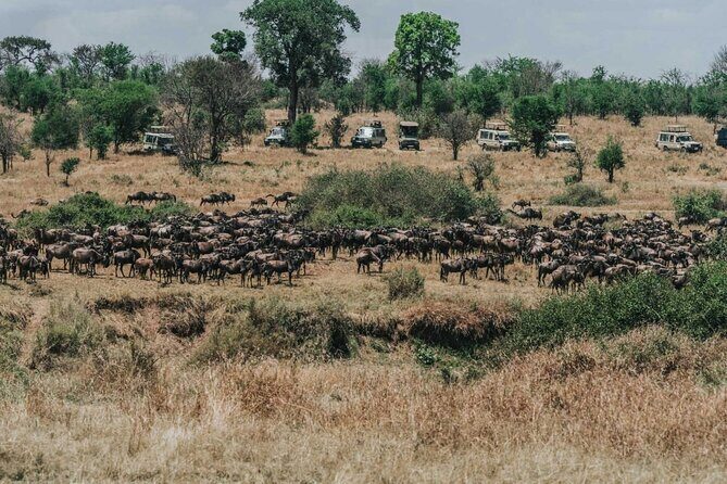 Great Wildebeest Migration Safari in Masai Mara - Authentic Experiences and Traveler Feedback