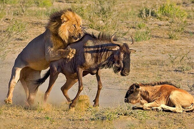 Great Wildebeest Migration Safari in Masai Mara - Who Should Consider This Tour?