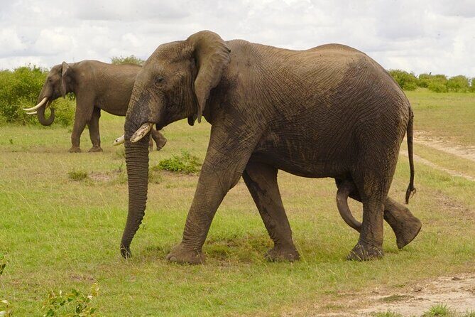 Great Wildebeest Migration Safari in Masai Mara - FAQ