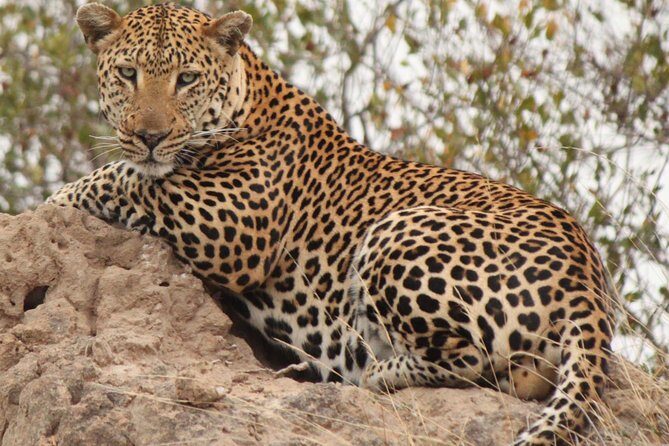 Greater Kruger National Park 4 day safari at a private game lodge - An Authentic African Safari: What to Expect