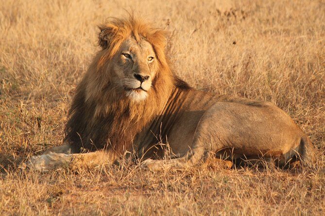 Greater Kruger National Park 4 day safari at a private game lodge - The Lodge Experience: Comfort Meets Wilderness