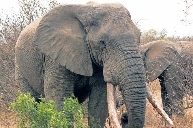 Greater Kruger National Park 4 day safari at a private game lodge - The Guides and Wildlife Sightings
