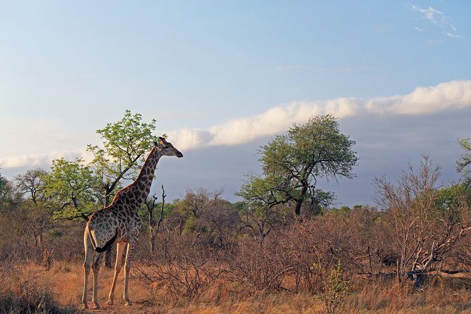 Greater Kruger National Park 4 day safari at a private game lodge - Who Will Love This Safari?