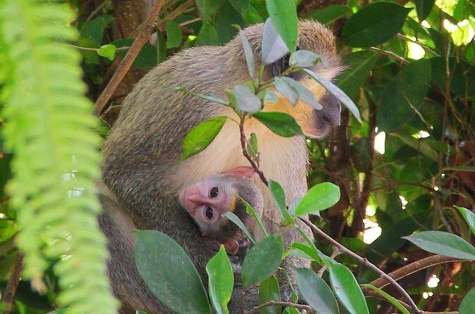Green Monkey Time - Authentic Encounters & Honest Feedback