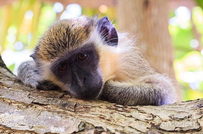 Green Monkey Time - The Sum Up