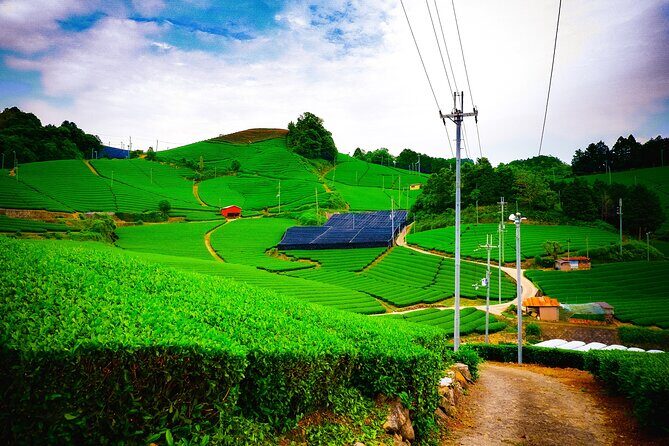 Green Tea Fields, Serene Beautiful Nature of Kyoto: Private Tour - Green Tea Fields, Serene Beautiful Nature of Kyoto: Private Tour — A Detailed Review