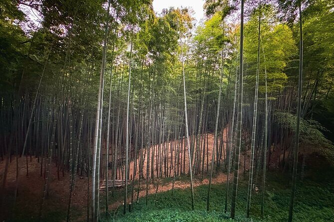 Green Tea Fields, Serene Beautiful Nature of Kyoto: Private Tour - Final Thoughts