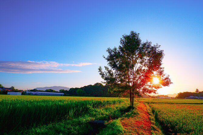 Green Tea Fields, Serene Beautiful Nature of Kyoto: Private Tour - FAQ