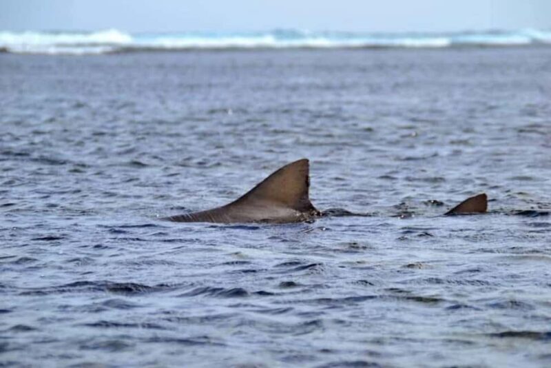 Green turtles, sharks, caves, desert, and sandboarding... - The Day in Detail: What to Expect