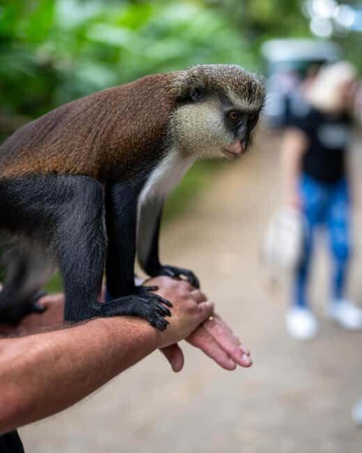 Grenada: Annandale Waterfall, Grand Etang, Grand Anse beach - FAQs