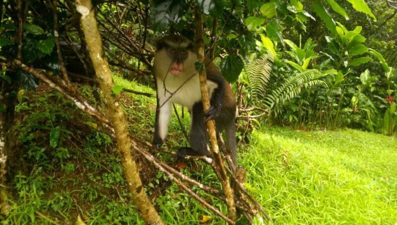 Grenada: Half-Day Island Tour with Waterfall Swim Stop - Discovering Grenada’s Natural and Cultural Charm