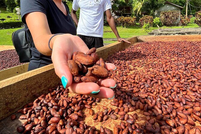 Grenada Half Day Tour: Fort, Spice, Falls, Chocolate & Lunch Stop - The Experience from a Traveler’s Perspective