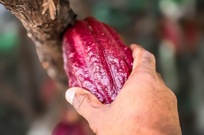 Grenada Half Day Tour: Fort, Spice, Falls, Chocolate & Lunch Stop - The Sum Up
