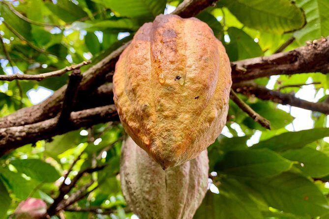 Grenada Herb & Spice Tour -Fort Frederick, Chocolate & Waterfalls - Key Points